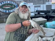Tradewinds Tackle Shop, 39 Sea Mullet
