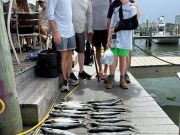 Gecko Sportfishing, Spanish Mackerel