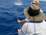 Gecko Sportfishing, Offshore