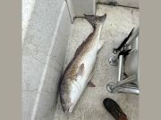 Tradewinds Tackle Shop, Drum in Ocracoke Sound