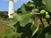 Visit Ocracoke, Annual Ocracoke Fig Festival