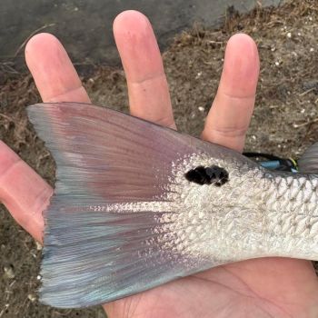 Tradewinds Tackle Shop, Nice Red Drum