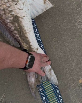 Tradewinds Tackle Shop, Citation Red Drum