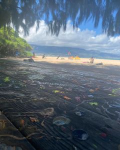 The Sea Monkey Lodge &amp; Kite School photo