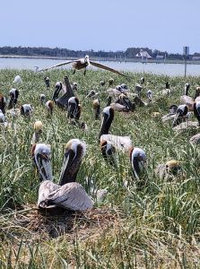 Portsmouth Island Boat Tours photo