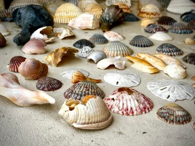 Portsmouth Island Boat Tours photo