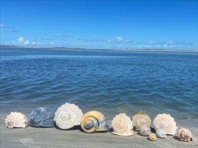Portsmouth Island Boat Tours photo