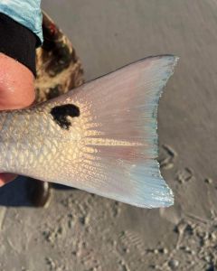 Tradewinds Tackle Shop photo