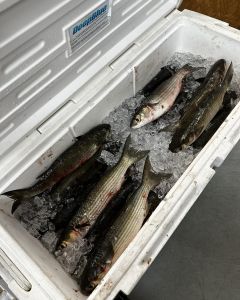 Tradewinds Tackle Shop photo