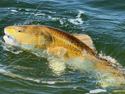 Tradewinds Tackle Shop photo