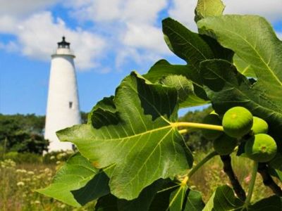 Ocracoke Fig Festival