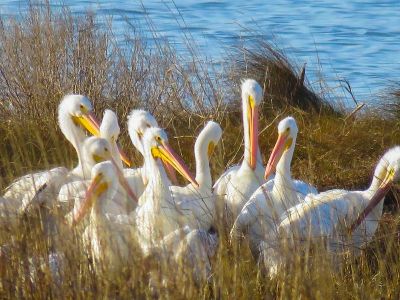 Wings Over Water Wildlife Festival