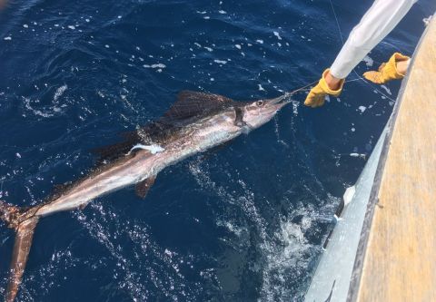 Fish Ocracoke, Full-Day Offshore Fishing Charter